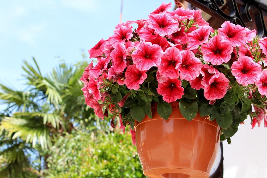 Apartments Garden Rovinj Luaran gambar